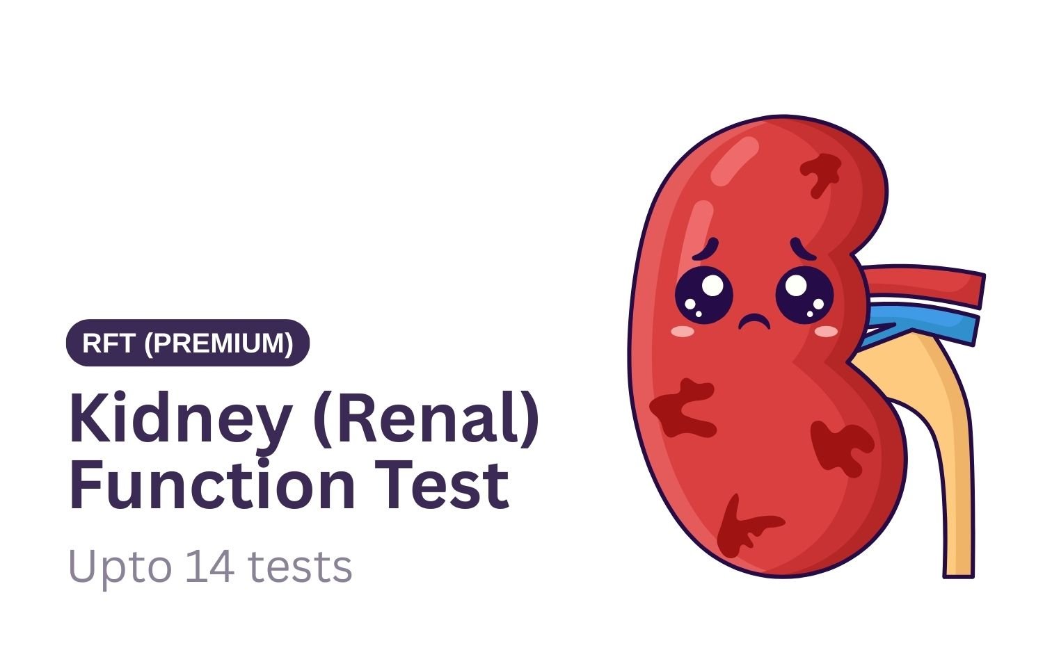 Kidney (Renal) Function Test